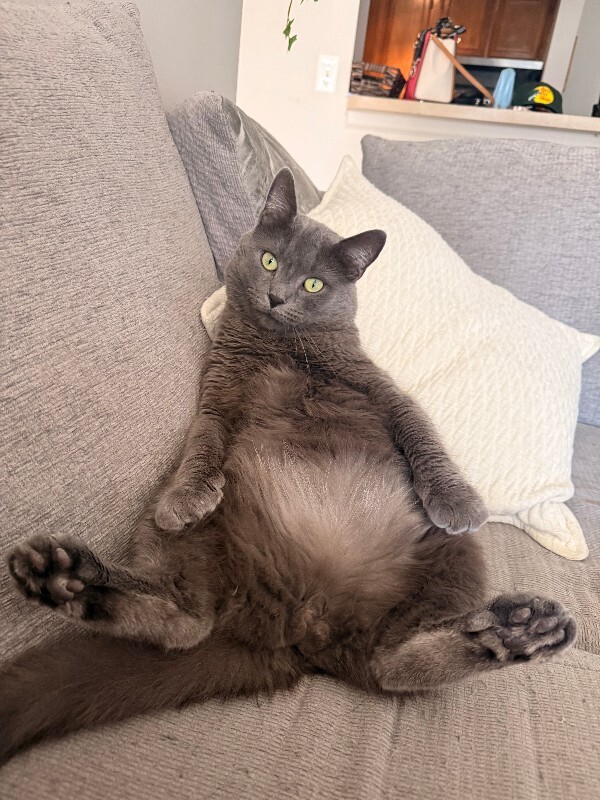 Have You Seen Mister? Mister - Cat