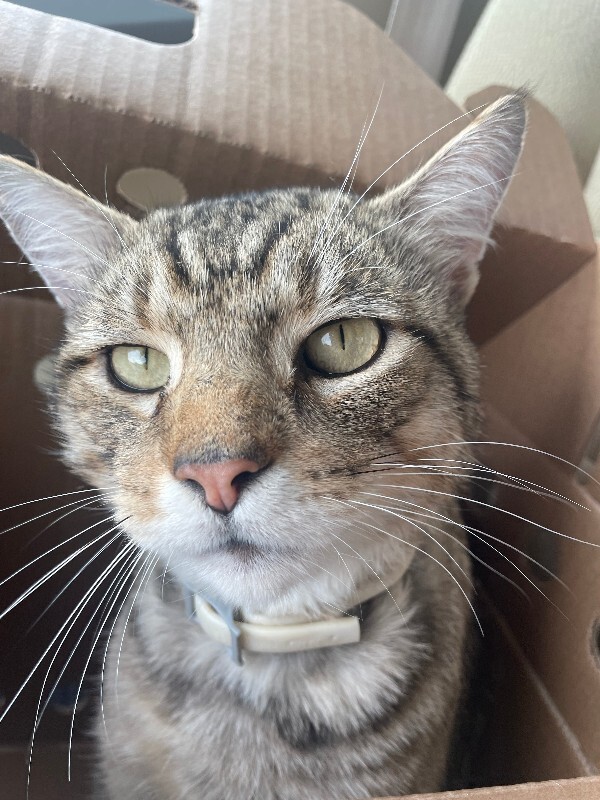 Unknown - Cat