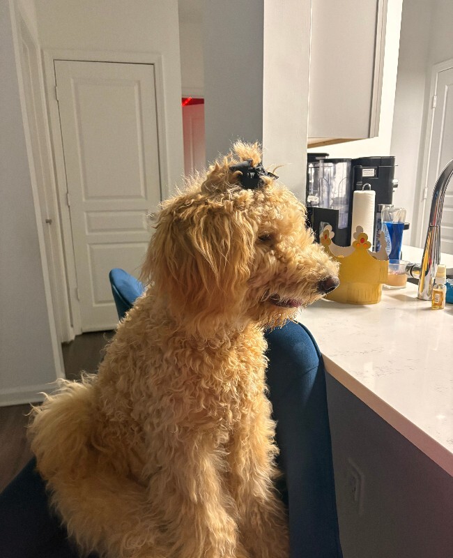 Have You Seen Karmel? Karmel - Dog