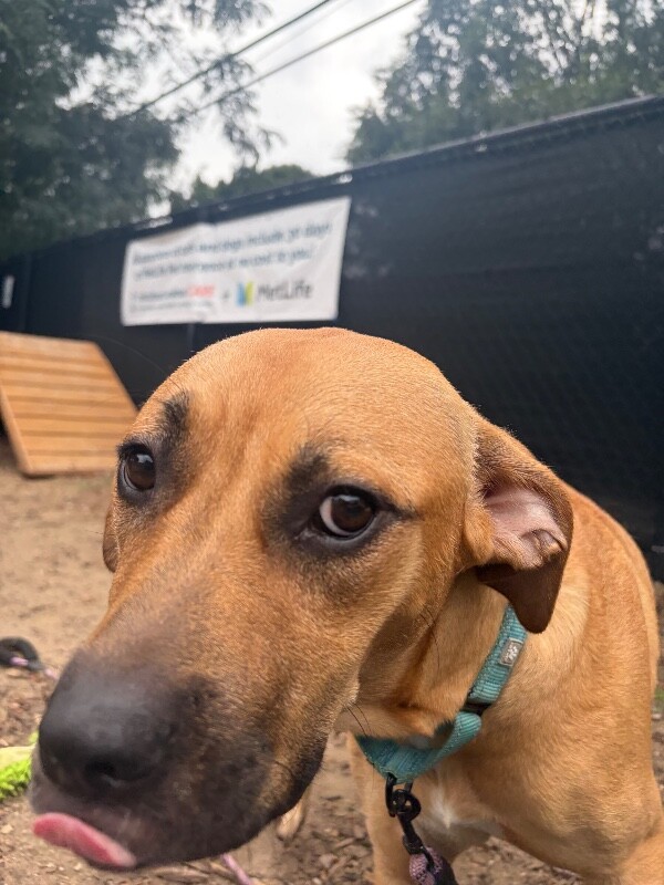 View Minnie the Dog Photo #4