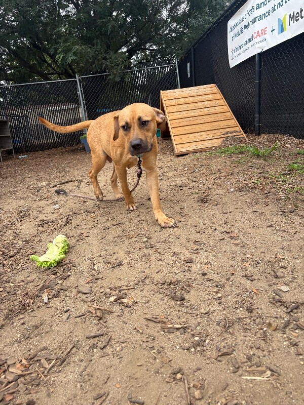 View Minnie the Dog Photo #5