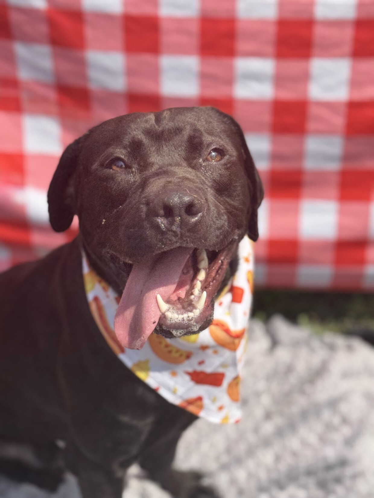 Desmond - Dog