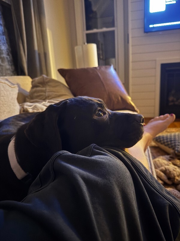 View Desmond the Dog Photo #8