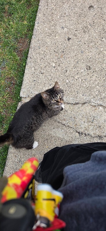 Have You Seen Tecumseh? Tecumseh - Cat