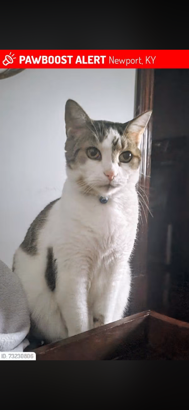 Have You Seen Axl? Axl - Cat