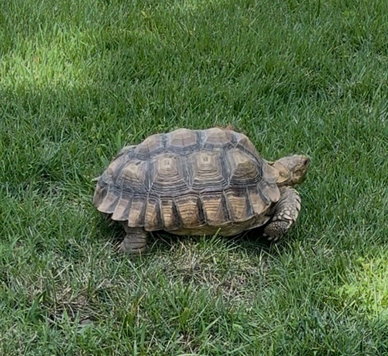 Unknown - Tortoise