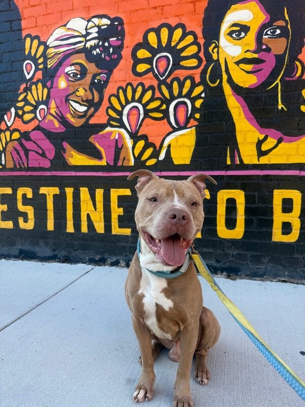 View Woodstock the Dog Photo #14