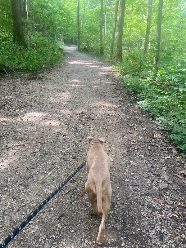 View Woodstock the Dog Photo #10