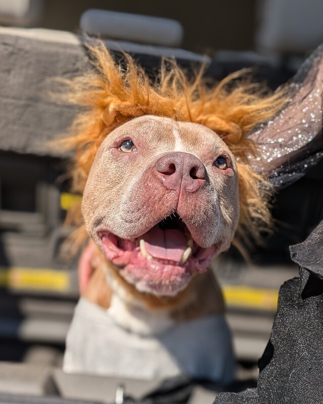 Woodstock - Dog