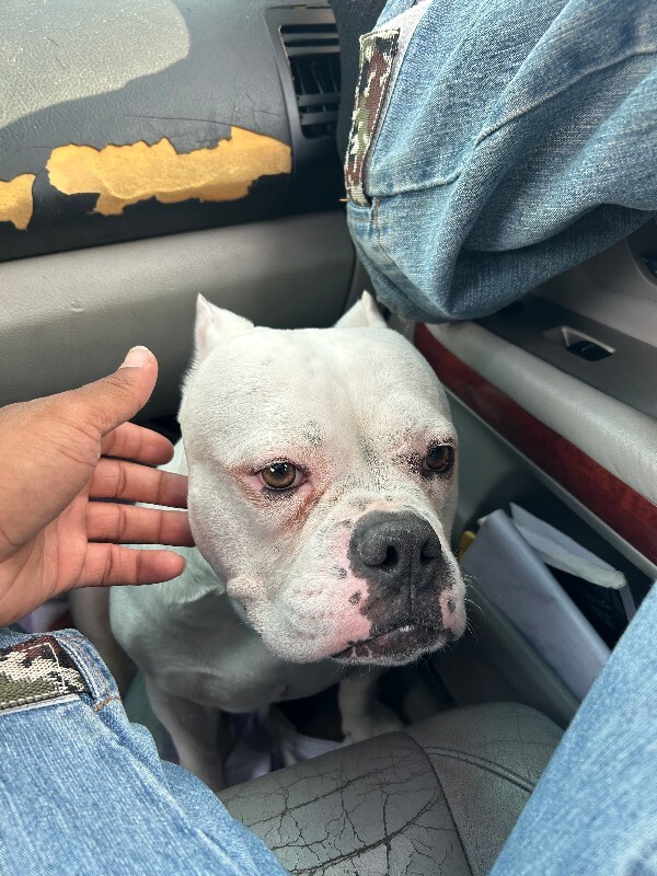 Have You Seen Tinki? Tinki - Dog