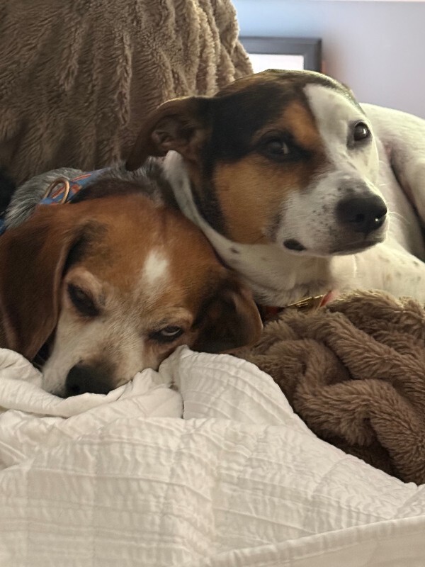 Have You Seen Gus? Gus - Dog