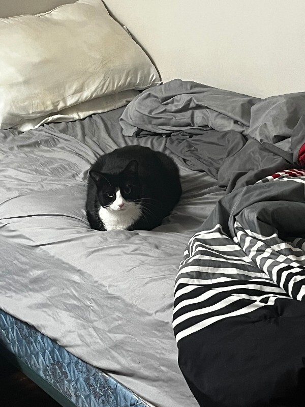 Have You Seen Reggie? Reggie - Cat