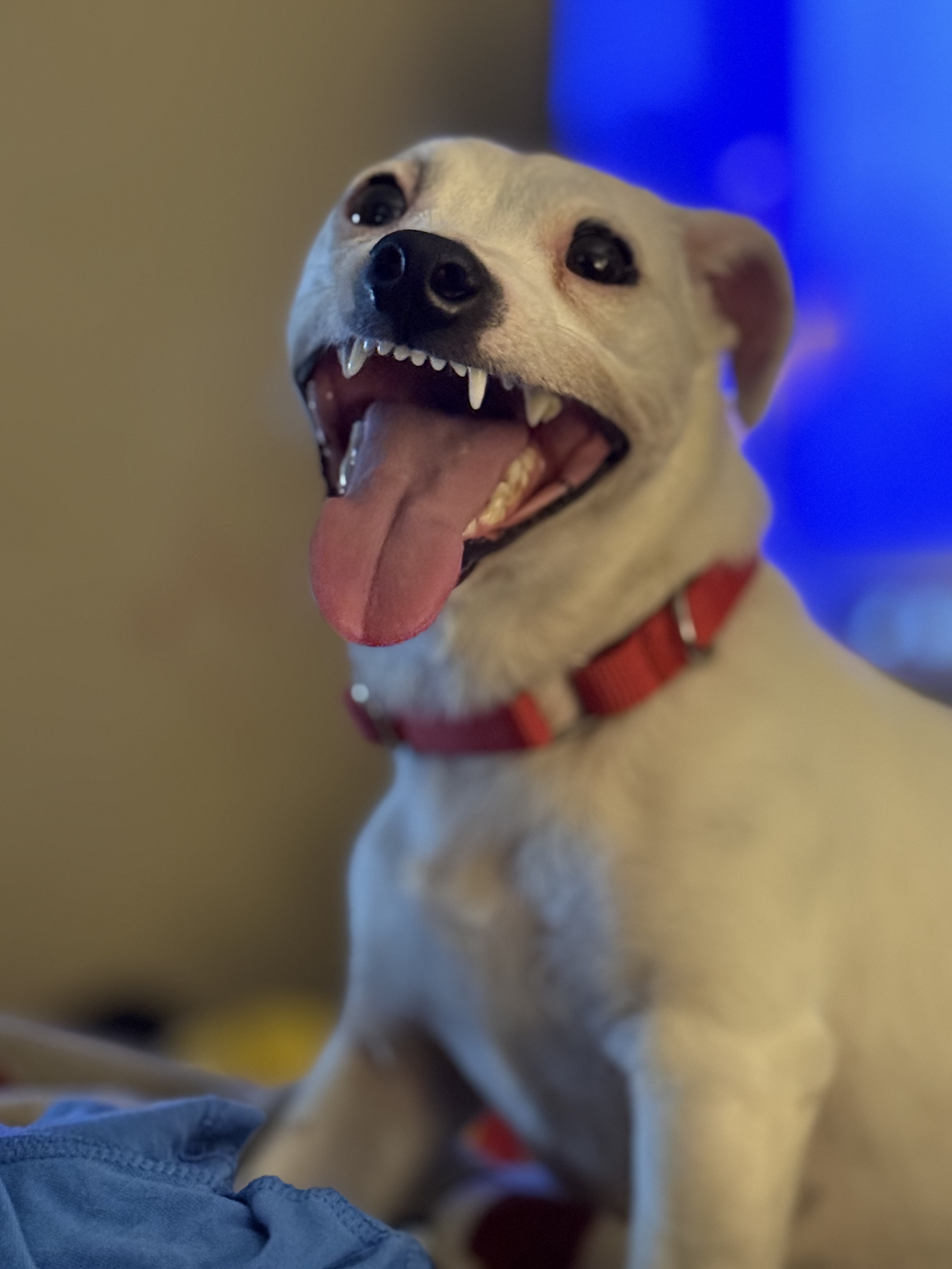 Shelly - Dog