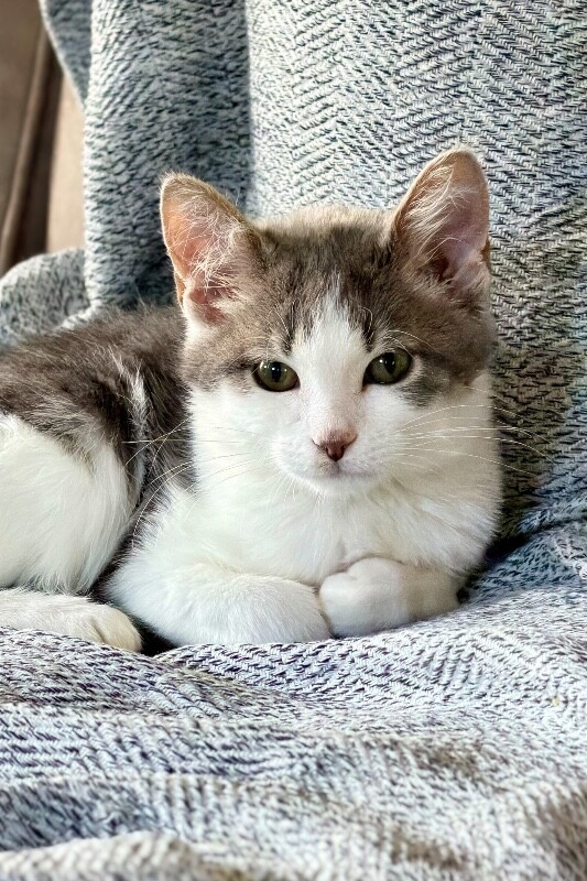 Learn More About Salami Salami - Cat