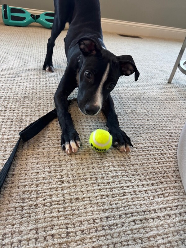View Ray the Dog Photo #3