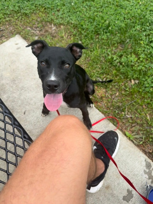 View Khloe the Dog Photo #7