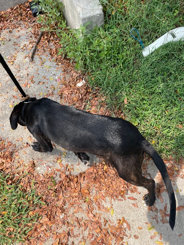 View Khloe the Dog Photo #9