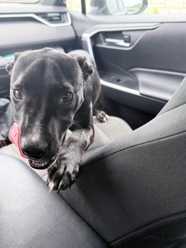 View Khloe the Dog Photo #12