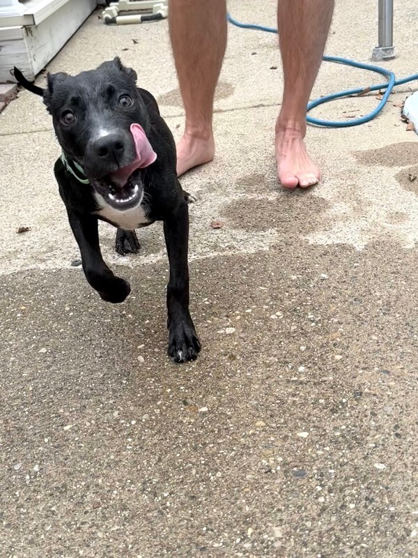 View Khloe the Dog Photo #17