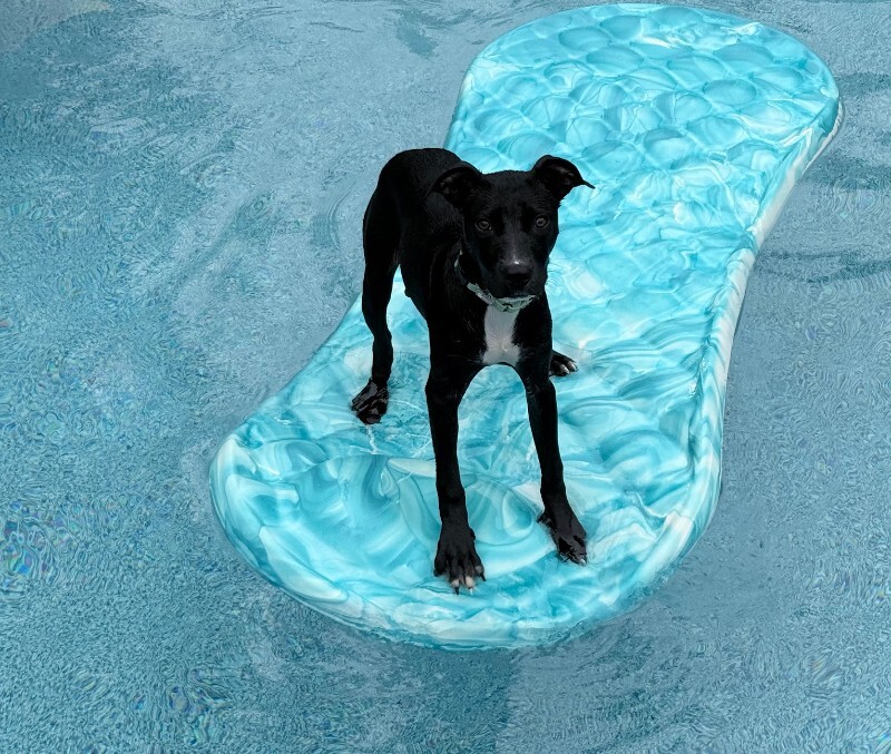 View Khloe the Dog Photo #3