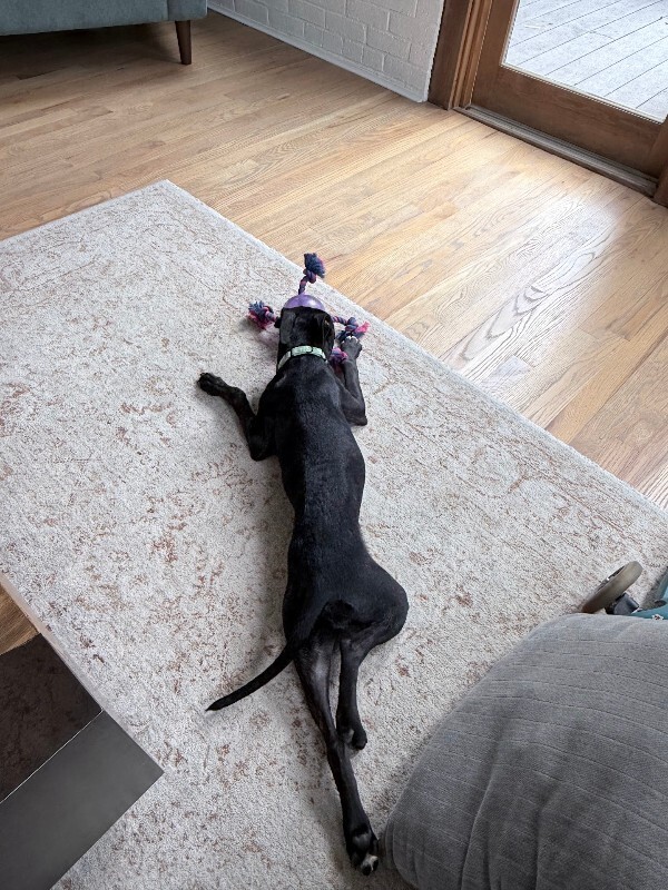 View Khloe the Dog Photo #16