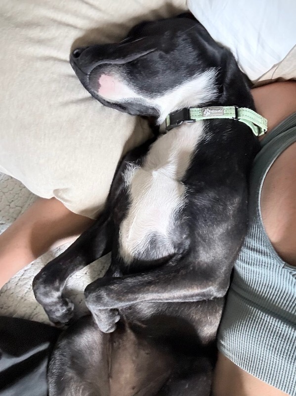 View Khloe the Dog Photo #13