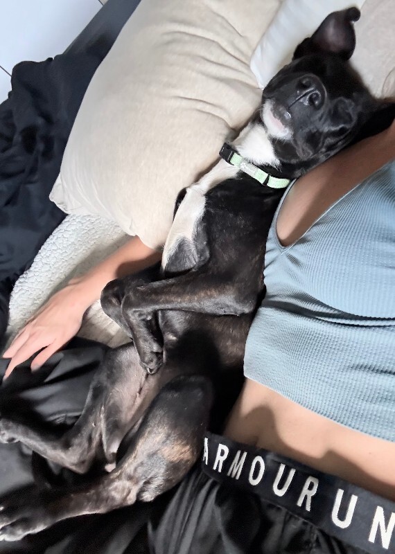View Khloe the Dog Photo #4