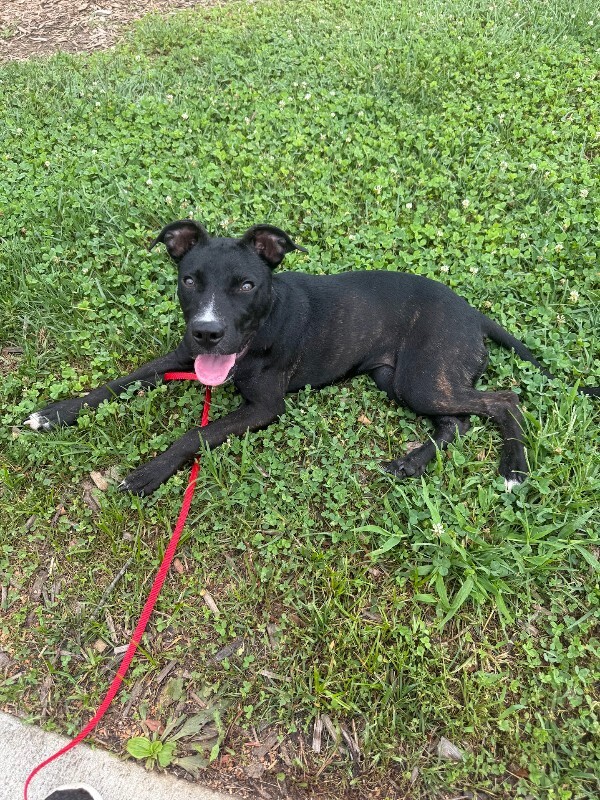 View Khloe the Dog Photo #5