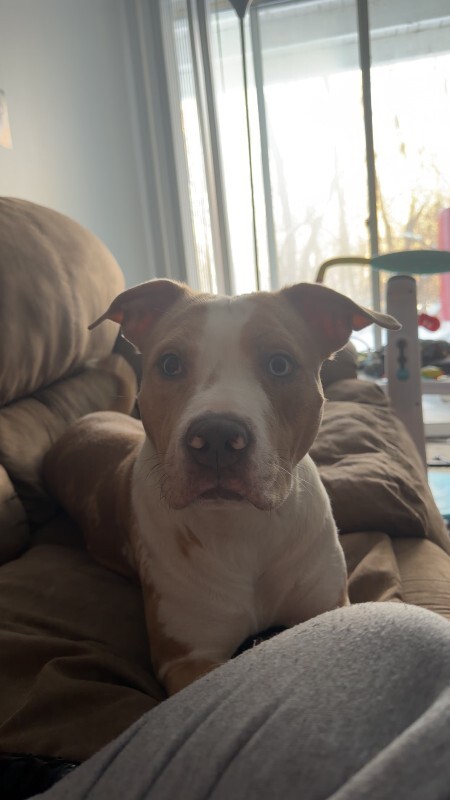 Have You Seen Zara? Zara - Dog