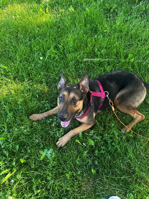 Have You Seen Eevee? Eevee - Dog