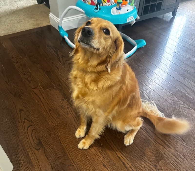 Have You Seen Navy? Navy - Dog