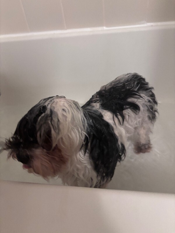 Unknown - Dog