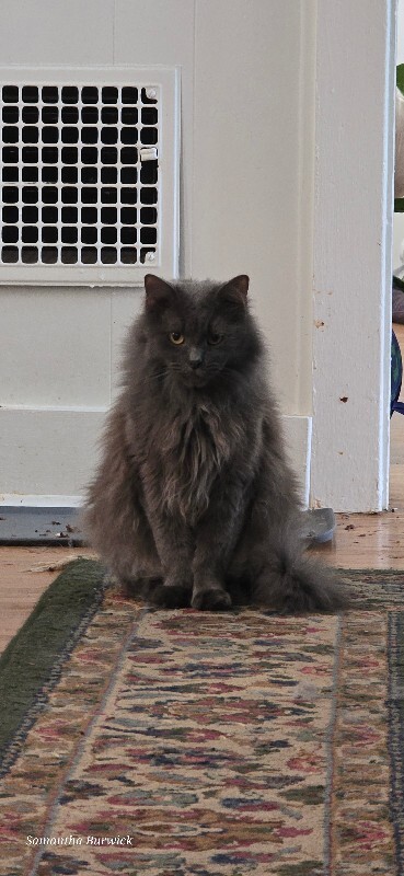 Have You Seen Churchthumper? ChurchThumper - Cat