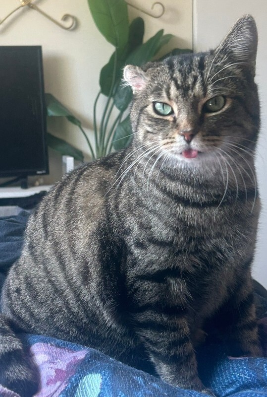 Have You Seen Apollo? Apollo - Cat