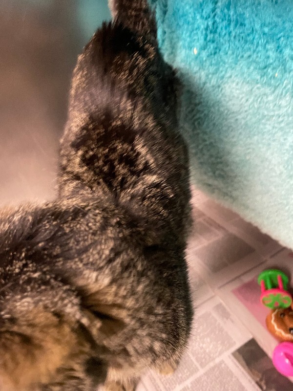 View Cerenia the Cat Photo #3