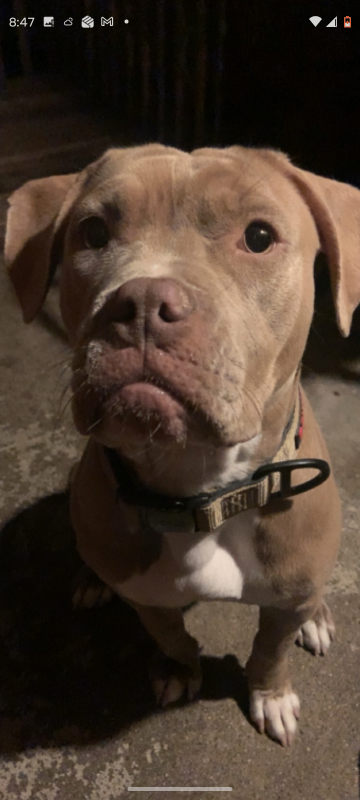 Have You Seen Ciroc? Ciroc - Dog