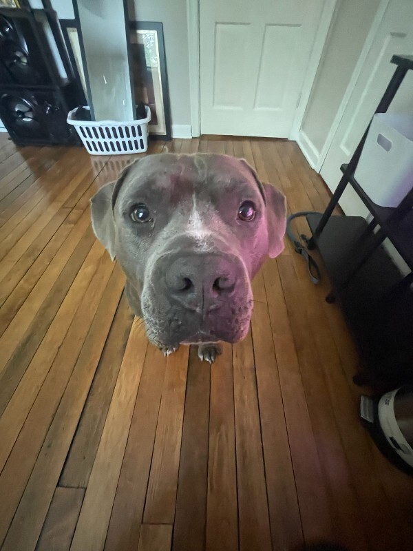 Have You Seen Chapo? Chapo - Dog