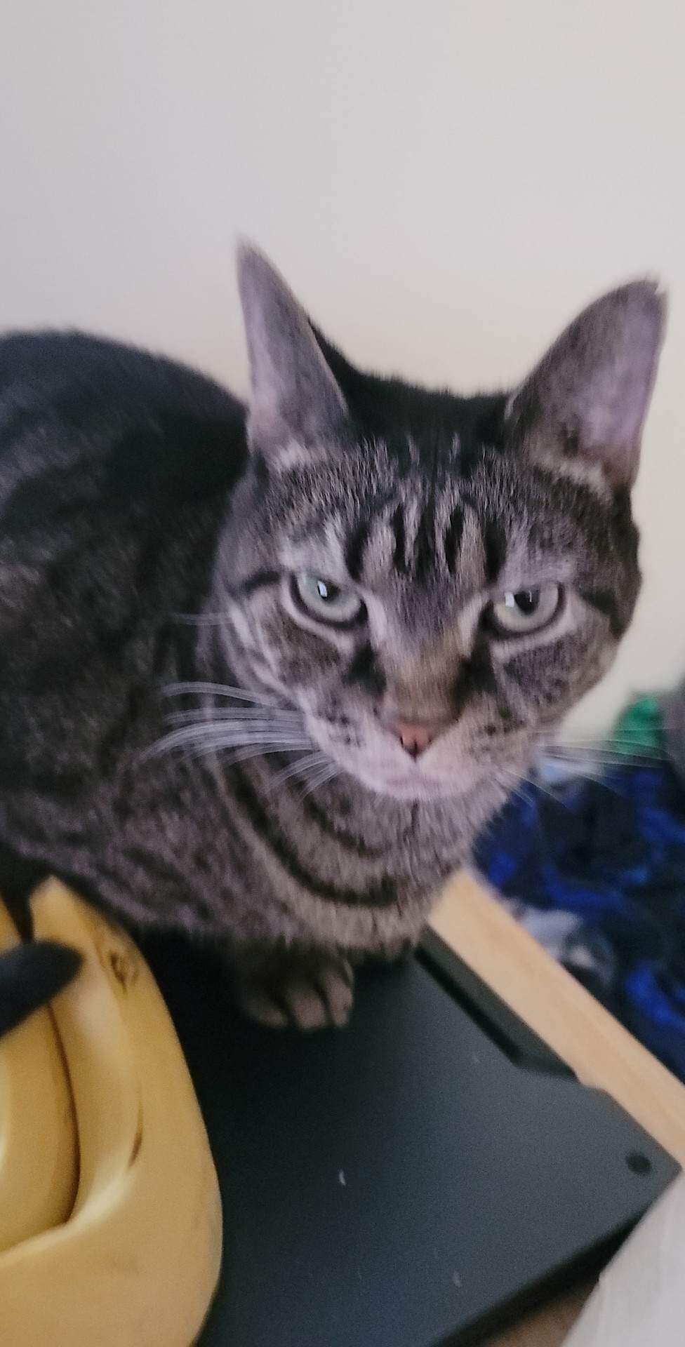 Have You Seen Loco? Loco - Cat