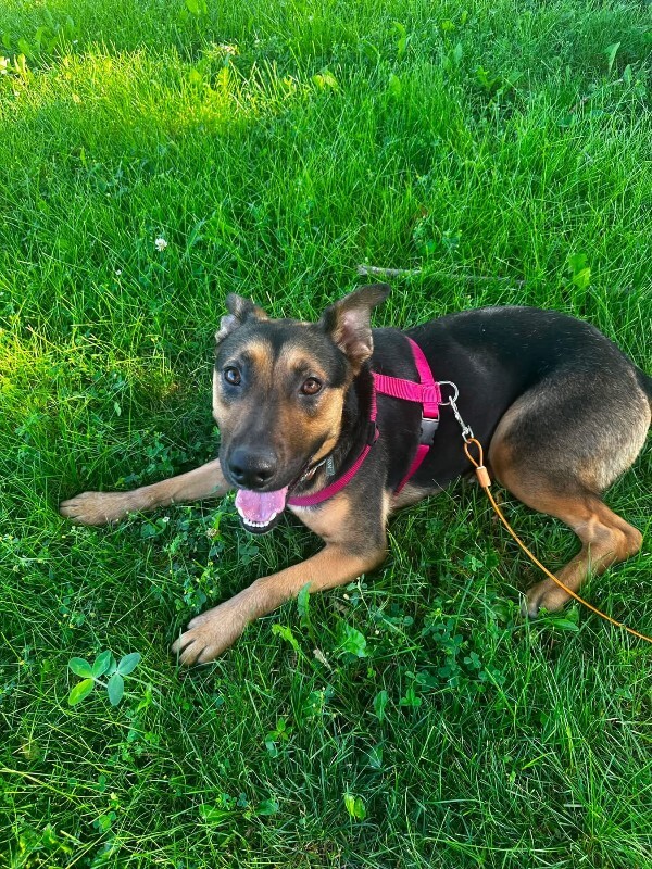 Have You Seen Eevee? Eevee - Dog