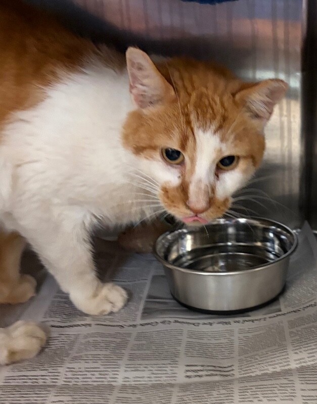 Learn More About Nimbus Nimbus - Cat