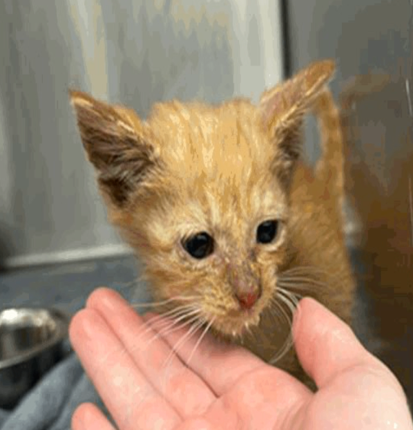 Learn More About Bomb Pop Bomb Pop - Cat