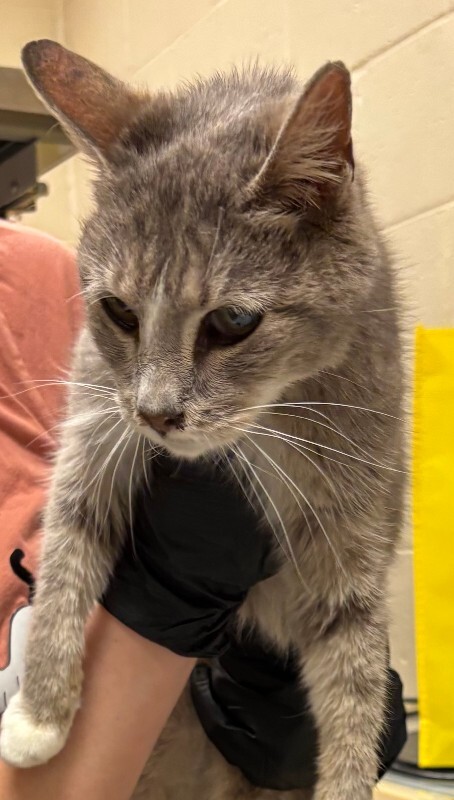 Learn More About Lovey Lovey - Cat