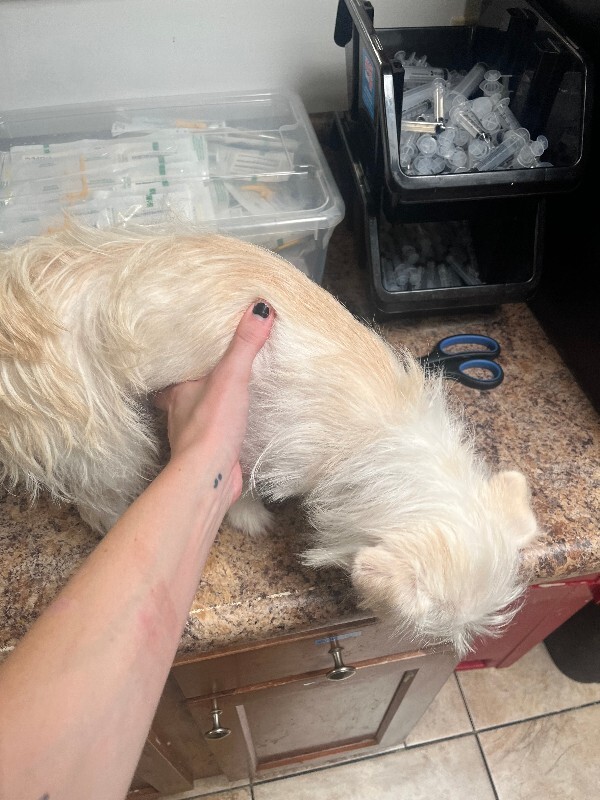 View Binky the Dog Photo #3