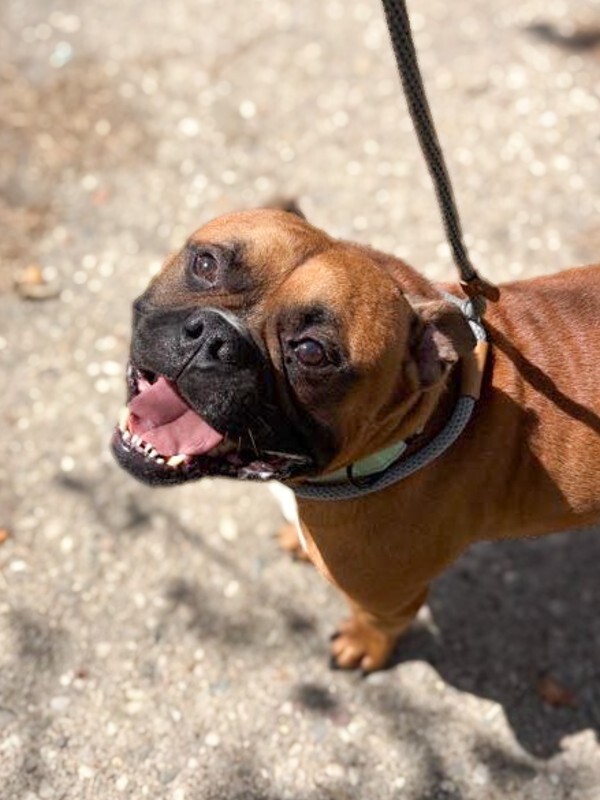 Bubs - Dog
