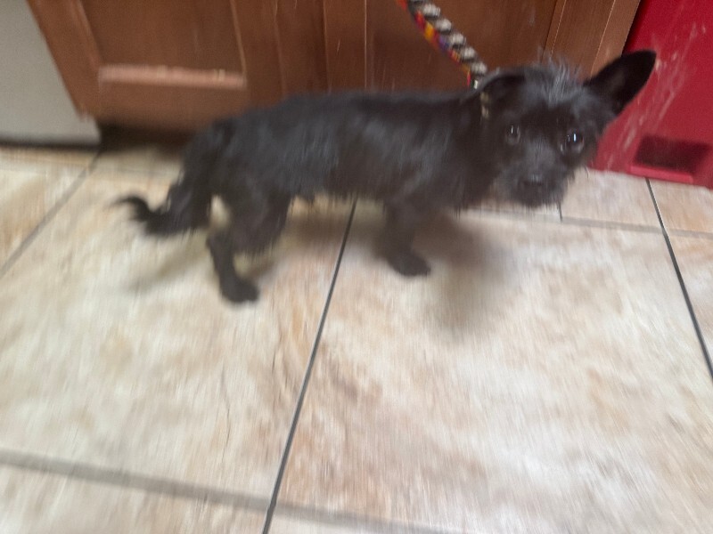 Pepper X - Dog