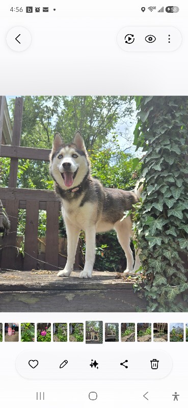 Have You Seen Sasha? Sasha - Dog