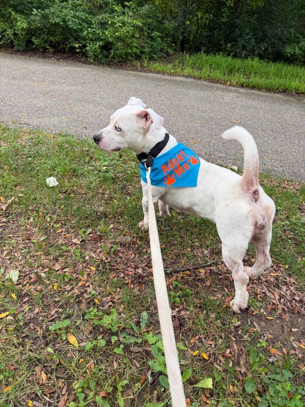View Body Builder the Dog Photo #11