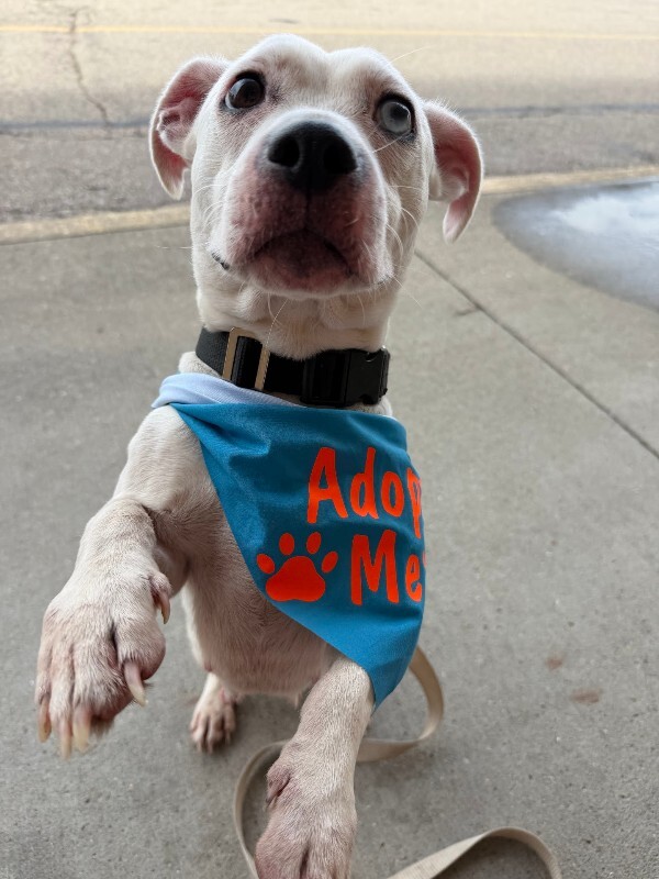 View Body Builder the Dog Photo #5
