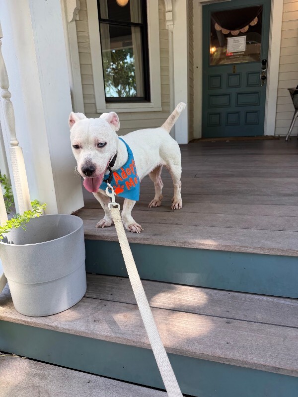 View Body Builder the Dog Photo #9