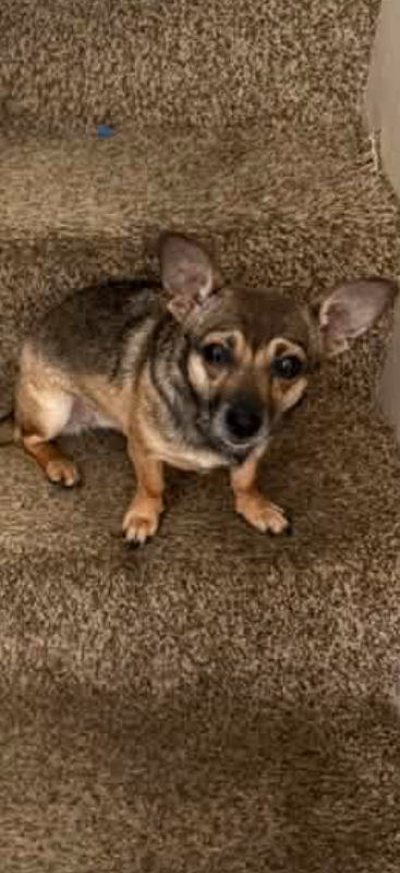 Have You Seen Chica? Chica - Dog